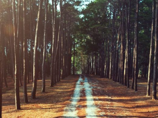 Diferentes caminos